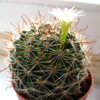 Сквозь дебри :: Олег Иванов