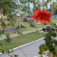 Мой двор. :: Венера Чуйкова