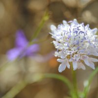 Короставник :: Надежда Куркина 