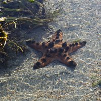 Звезда :: Сергей Фомичев