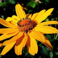 Вечерний свет :: Hope Вечерний свет :: Hope