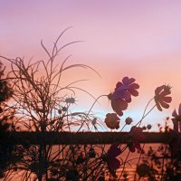 Космея :: Марина 