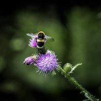 Билайн и колючка ;-) :: Алексей Пышненко Билайн и колючка ;-) :: Алексей Пышненко