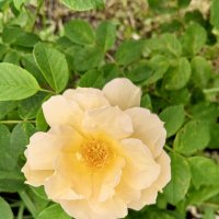 Розы :: Сапсан 