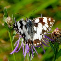 из снятого 1 августа 31 :: Александр Прокудин