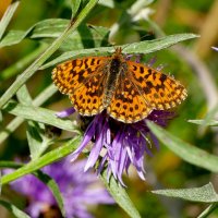 из снятого 1 августа 34 :: Александр Прокудин