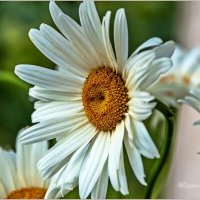 Ромашки :: Aquarius - Сергей