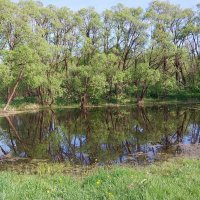 Пруд в Кобылинке :: Tarka 
