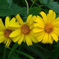 Трио. :: Милешкин Владимир Алексеевич Трио. :: Милешкин Владимир Алексеевич