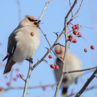 Свиристель :: Виктор Иванович Чернюк