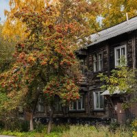 Рябина :: SanSan 