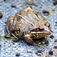 Вылезла из земли в огороде :: Татьяна Лютаева