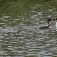 Чомга с птенцами в лучах утреннего солнца :: Рита Симонова