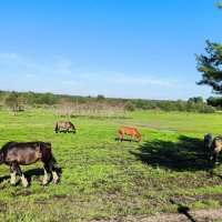 На выпасе. :: Ольга 
