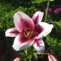 Красавица :: Людмила Смородинская Красавица :: Людмила Смородинская