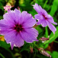 Нежное цветение :: Людмила Смородинская Нежное цветение :: Людмила Смородинская