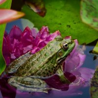 ... :: Игорь Хижняк ... :: Игорь Хижняк