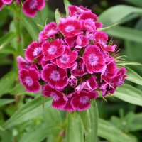 Гвоздика  турецкая махровая :: Валентин Семчишин