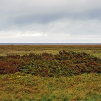 На побережьи Балтийского моря :: Alexandеr P