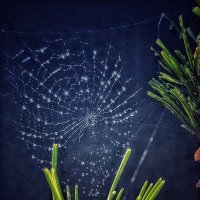 Утреняя капель. :: Галина Левина