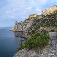 Природа Крыма :: Amazing Cosmea