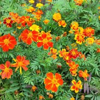 ,,, :: Сергей Тимоновский