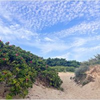 На берегу моря. :: Валерия Комова