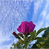 Шиповник у моря. :: Валерия Комова