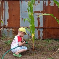 Поливаю,поливаю....,когда же поспеет кукуруза!??? :: Алена