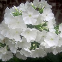 Флоксы :: Елена Семигина