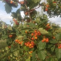 Боярышник :: Андрей Хлопонин Боярышник :: Андрей Хлопонин