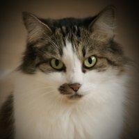 Моя "Маруся" :: fillarret-2 Моя "Маруся" :: fillarret-2