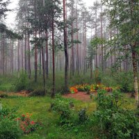 Дождь :: Ирина Румянцева