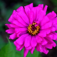 Цинния :: Светлана 