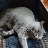 Дождливый день на даче :: Татьяна Лютаева