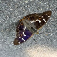 Бабочка :: Анна Камс