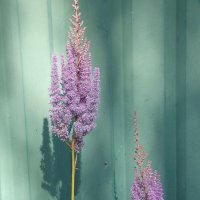 Астильба :: Freddy 97