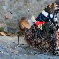 *** :: Владимир Безбородов *** :: Владимир Безбородов