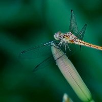 Про одну стрекозу... :: Николай Саржанов