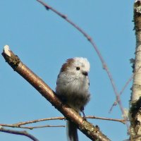 молодой ополовник :: gawrilа - dan