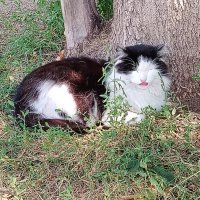 Нежится на солнышке :: Надежда 