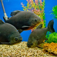 Рыбки :: Андрей 