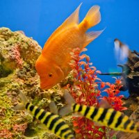 Рыбки :: Андрей 