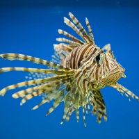 Рыбки :: Андрей 