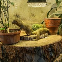 В зоопарке :: Ирина Соловьёва