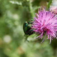 Золотистая бронзовка :: Александр Леонов Золотистая бронзовка :: Александр Леонов