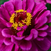 Циния :: Александр Леонов