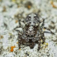 Jumping Spider | 18 :: Sergey Sonvar