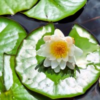 Водяная лилия :: Наталья 