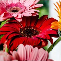 Герберы :: Aquarius - Сергей